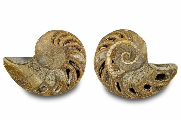 Jurassic Cut & Polished Nautilus (Cymatoceras) Fossil -Madagascar #283122
